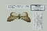  ( - BC ZSM Lep 112972)  @11 [ ] by-nc-sa (2021) SNSB, Staatliche Naturwissenschaftliche Sammlungen Bayerns ZSM (SNSB, Zoologische Staatssammlung Muenchen)