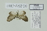  ( - BC ZSM Lep 112973)  @11 [ ] by-nc-sa (2021) SNSB, Staatliche Naturwissenschaftliche Sammlungen Bayerns ZSM (SNSB, Zoologische Staatssammlung Muenchen)