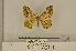  (Afroracotis squalida thomensis - BC ZSM Lep 112975)  @11 [ ] by-nc-sa (2021) SNSB, Staatliche Naturwissenschaftliche Sammlungen Bayerns ZSM (SNSB, Zoologische Staatssammlung Muenchen)