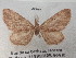  ( - BC ZSM Lep 113011)  @11 [ ] by-nc-sa (2021) SNSB, Staatliche Naturwissenschaftliche Sammlungen Bayerns ZSM (SNSB, Zoologische Staatssammlung Muenchen)