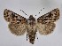  ( - BC ZSM Lep 113032)  @11 [ ] by-nc-sa (2021) SNSB, Staatliche Naturwissenschaftliche Sammlungen Bayerns ZSM (SNSB, Zoologische Staatssammlung Muenchen)