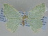  ( - BC ZSM Lep 113106)  @11 [ ] by-nc-sa (2021) SNSB, Staatliche Naturwissenschaftliche Sammlungen Bayerns ZSM (SNSB, Zoologische Staatssammlung Muenchen)