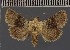  ( - BC ZSM Lep 113111)  @11 [ ] by-nc-sa (2021) SNSB, Staatliche Naturwissenschaftliche Sammlungen Bayerns ZSM (SNSB, Zoologische Staatssammlung Muenchen)