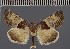  ( - BC ZSM Lep 113127)  @11 [ ] by-nc-sa (2021) SNSB, Staatliche Naturwissenschaftliche Sammlungen Bayerns ZSM (SNSB, Zoologische Staatssammlung Muenchen)