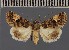  ( - BC ZSM Lep 113155)  @11 [ ] by-nc-sa (2021) SNSB, Staatliche Naturwissenschaftliche Sammlungen Bayerns ZSM (SNSB, Zoologische Staatssammlung Muenchen)