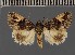  ( - BC ZSM Lep 113159)  @11 [ ] by-nc-sa (2021) SNSB, Staatliche Naturwissenschaftliche Sammlungen Bayerns ZSM (SNSB, Zoologische Staatssammlung Muenchen)
