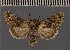  (Calophasia sinaica - BC ZSM Lep 113182)  @11 [ ] by-nc-sa (2021) SNSB, Staatliche Naturwissenschaftliche Sammlungen Bayerns ZSM (SNSB, Zoologische Staatssammlung Muenchen)