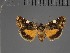  ( - BC ZSM Lep 113216)  @11 [ ] by-nc-sa (2021) SNSB, Staatliche Naturwissenschaftliche Sammlungen Bayerns ZSM (SNSB, Zoologische Staatssammlung Muenchen)