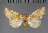  ( - BC ZSM Lep 113250)  @11 [ ] by-nc-sa (2021) SNSB, Staatliche Naturwissenschaftliche Sammlungen Bayerns ZSM (SNSB, Zoologische Staatssammlung Muenchen)