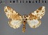  ( - BC ZSM Lep 113258)  @11 [ ] by-nc-sa (2021) SNSB, Staatliche Naturwissenschaftliche Sammlungen Bayerns ZSM (SNSB, Zoologische Staatssammlung Muenchen)