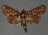  (Anigraea siccataRF674-2021 - BC ZSM Lep 113314)  @11 [ ] by-nc-sa (2021) SNSB, Staatliche Naturwissenschaftliche Sammlungen Bayerns ZSM (SNSB, Zoologische Staatssammlung Muenchen)
