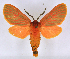  ( - BC ZSM Lep 113320)  @11 [ ] by-nc-sa (2021) SNSB, Staatliche Naturwissenschaftliche Sammlungen Bayerns ZSM (SNSB, Zoologische Staatssammlung Muenchen)
