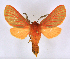  ( - BC ZSM Lep 113322)  @11 [ ] by-nc-sa (2021) SNSB, Staatliche Naturwissenschaftliche Sammlungen Bayerns ZSM (SNSB, Zoologische Staatssammlung Muenchen)