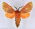  ( - BC ZSM Lep 113330)  @11 [ ] by-nc-sa (2021) SNSB, Staatliche Naturwissenschaftliche Sammlungen Bayerns ZSM (SNSB, Zoologische Staatssammlung Muenchen)