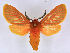 ( - BC ZSM Lep 113335)  @11 [ ] by-nc-sa (2021) SNSB, Staatliche Naturwissenschaftliche Sammlungen Bayerns ZSM (SNSB, Zoologische Staatssammlung Muenchen)