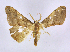  (Xenimpia linearisLG5509 - BC ZSM Lep 113341)  @11 [ ] by-nc-sa (2021) SNSB, Staatliche Naturwissenschaftliche Sammlungen Bayerns ZSM (SNSB, Zoologische Staatssammlung Muenchen)