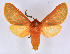  ( - BC ZSM Lep 113349)  @11 [ ] by-nc-sa (2021) SNSB, Staatliche Naturwissenschaftliche Sammlungen Bayerns ZSM (SNSB, Zoologische Staatssammlung Muenchen)