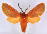  ( - BC ZSM Lep 113362)  @11 [ ] by-nc-sa (2021) SNSB, Staatliche Naturwissenschaftliche Sammlungen Bayerns ZSM (SNSB, Zoologische Staatssammlung Muenchen)