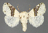  (Afraltha chionostola - BC ZSM Lep 113392)  @11 [ ] by-nc-sa (2021) SNSB, Staatliche Naturwissenschaftliche Sammlungen Bayerns ZSM (SNSB, Zoologische Staatssammlung Muenchen)