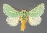  (Coenobasis RF7652021 - BC ZSM Lep 113409)  @11 [ ] by-nc-sa (2021) SNSB, Staatliche Naturwissenschaftliche Sammlungen Bayerns ZSM (SNSB, Zoologische Staatssammlung Muenchen)
