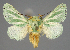  (Coenobasis RF4 - BC ZSM Lep 113412)  @11 [ ] by-nc-sa (2021) SNSB, Staatliche Naturwissenschaftliche Sammlungen Bayerns ZSM (SNSB, Zoologische Staatssammlung Muenchen)