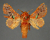  (Delorhachis RF31130 - BC ZSM Lep 113476)  @11 [ ] by-nc-sa (2021) SNSB, Staatliche Naturwissenschaftliche Sammlungen Bayerns ZSM (SNSB, Zoologische Staatssammlung Muenchen)
