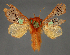  (Delorhachis RF31131 - BC ZSM Lep 113477)  @11 [ ] by-nc-sa (2021) SNSB, Staatliche Naturwissenschaftliche Sammlungen Bayerns ZSM (SNSB, Zoologische Staatssammlung Muenchen)
