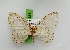 ( - BC ZSM Lep 113503)  @11 [ ] by-nc-sa (2021) SNSB, Staatliche Naturwissenschaftliche Sammlungen Bayerns ZSM (SNSB, Zoologische Staatssammlung Muenchen)