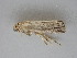  ( - BC ZSM Lep 113531)  @11 [ ] by-nc-sa (2021) SNSB, Staatliche Naturwissenschaftliche Sammlungen Bayerns ZSM (SNSB, Zoologische Staatssammlung Muenchen)