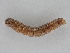  ( - BC ZSM Lep 113538)  @11 [ ] by-nc-sa (2021) SNSB, Staatliche Naturwissenschaftliche Sammlungen Bayerns ZSM (SNSB, Zoologische Staatssammlung Muenchen)