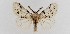 ( - BC ZSM Lep 113544)  @11 [ ] by-nc-sa (2021) SNSB, Staatliche Naturwissenschaftliche Sammlungen Bayerns ZSM (SNSB, Zoologische Staatssammlung Muenchen)
