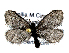  ( - BC ZSM Lep 113549)  @11 [ ] by-nc-sa (2021) SNSB, Staatliche Naturwissenschaftliche Sammlungen Bayerns ZSM (SNSB, Zoologische Staatssammlung Muenchen)