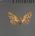  ( - BC ZSM Lep 113615)  @11 [ ] by-nc-sa (2021) SNSB, Staatliche Naturwissenschaftliche Sammlungen Bayerns ZSM (SNSB, Zoologische Staatssammlung Muenchen)