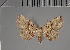  (Rhesala nigeriensis - BC ZSM Lep 113621)  @11 [ ] by-nc-sa (2021) SNSB, Staatliche Naturwissenschaftliche Sammlungen Bayerns ZSM (SNSB, Zoologische Staatssammlung Muenchen)
