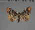  ( - BC ZSM Lep 113632)  @11 [ ] by-nc-sa (2021) SNSB, Staatliche Naturwissenschaftliche Sammlungen Bayerns ZSM (SNSB, Zoologische Staatssammlung Muenchen)