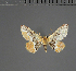  (Cerynea acidalia - BC ZSM Lep 113633)  @11 [ ] by-nc-sa (2021) SNSB, Staatliche Naturwissenschaftliche Sammlungen Bayerns ZSM (SNSB, Zoologische Staatssammlung Muenchen)