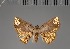  (Tegiapa nr.steganoides - BC ZSM Lep 113634)  @11 [ ] by-nc-sa (2021) SNSB, Staatliche Naturwissenschaftliche Sammlungen Bayerns ZSM (SNSB, Zoologische Staatssammlung Muenchen)