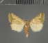  (Eublemma subolivalis - BC ZSM Lep 113635)  @11 [ ] by-nc-sa (2021) SNSB, Staatliche Naturwissenschaftliche Sammlungen Bayerns ZSM (SNSB, Zoologische Staatssammlung Muenchen)
