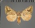  ( - BC ZSM Lep 113636)  @11 [ ] by-nc-sa (2021) SNSB, Staatliche Naturwissenschaftliche Sammlungen Bayerns ZSM (SNSB, Zoologische Staatssammlung Muenchen)