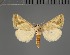  ( - BC ZSM Lep 113637)  @11 [ ] by-nc-sa (2021) SNSB, Staatliche Naturwissenschaftliche Sammlungen Bayerns ZSM (SNSB, Zoologische Staatssammlung Muenchen)
