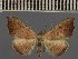  (Cautatha nr.phoenicea - BC ZSM Lep 113679)  @11 [ ] by-nc-sa (2021) SNSB, Staatliche Naturwissenschaftliche Sammlungen Bayerns ZSM (SNSB, Zoologische Staatssammlung Muenchen)