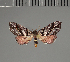  (Hypobleta festiva - BC ZSM Lep 113681)  @11 [ ] by-nc-sa (2021) SNSB, Staatliche Naturwissenschaftliche Sammlungen Bayerns ZSM (SNSB, Zoologische Staatssammlung Muenchen)