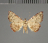  (Corgatha omoposoides - BC ZSM Lep 113682)  @11 [ ] by-nc-sa (2021) SNSB, Staatliche Naturwissenschaftliche Sammlungen Bayerns ZSM (SNSB, Zoologische Staatssammlung Muenchen)