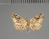  (Epicerynea - BC ZSM Lep 113684)  @11 [ ] by-nc-sa (2021) SNSB, Staatliche Naturwissenschaftliche Sammlungen Bayerns ZSM (SNSB, Zoologische Staatssammlung Muenchen)