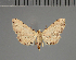  (Hypobleta viettei - BC ZSM Lep 113685)  @11 [ ] by-nc-sa (2021) SNSB, Staatliche Naturwissenschaftliche Sammlungen Bayerns ZSM (SNSB, Zoologische Staatssammlung Muenchen)