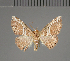  (Corgatha fissilinea - BC ZSM Lep 113686)  @11 [ ] by-nc-sa (2021) SNSB, Staatliche Naturwissenschaftliche Sammlungen Bayerns ZSM (SNSB, Zoologische Staatssammlung Muenchen)