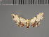  (Hypobleta gloriosa - BC ZSM Lep 113687)  @11 [ ] by-nc-sa (2021) SNSB, Staatliche Naturwissenschaftliche Sammlungen Bayerns ZSM (SNSB, Zoologische Staatssammlung Muenchen)