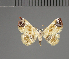  (Cerynea decens - BC ZSM Lep 113689)  @11 [ ] by-nc-sa (2021) SNSB, Staatliche Naturwissenschaftliche Sammlungen Bayerns ZSM (SNSB, Zoologische Staatssammlung Muenchen)