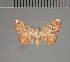  ( - BC ZSM Lep 113691)  @11 [ ] by-nc-sa (2021) SNSB, Staatliche Naturwissenschaftliche Sammlungen Bayerns ZSM (SNSB, Zoologische Staatssammlung Muenchen)