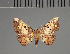  (Corgatha apicalis - BC ZSM Lep 113692)  @11 [ ] by-nc-sa (2021) SNSB, Staatliche Naturwissenschaftliche Sammlungen Bayerns ZSM (SNSB, Zoologische Staatssammlung Muenchen)
